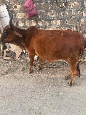 થંબનેલ 2