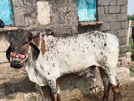 थंबनेल 2