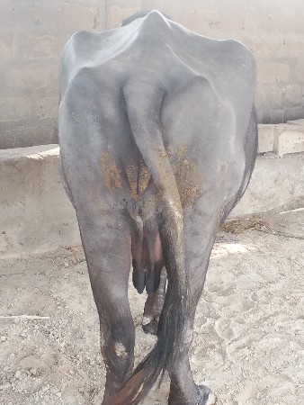 ભેંસ વેચવાની છે