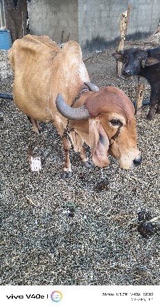 થંબનેલ 3