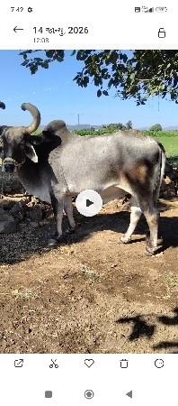 બરધ વેસવાનો સે