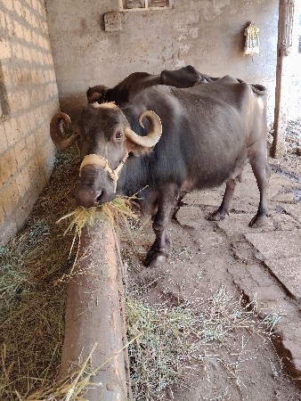 ભેંસ વેચવાની છે  વેતર ત્રીજું