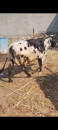 વેચવાની