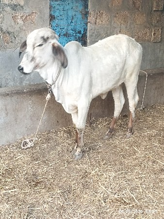 થંબનેલ 3