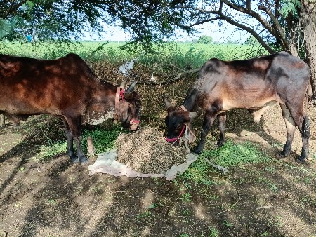 થંબનેલ 2