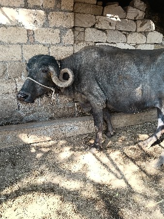 આવી ખડેલ્યુ કા ભેંસ લેવાની છે