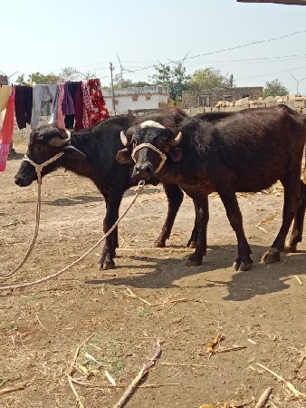 થંબનેલ 2