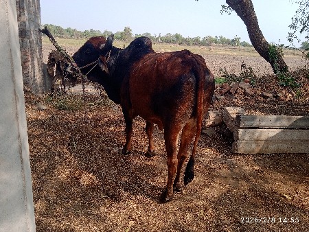 ગોઢલો વેચવા નો છે