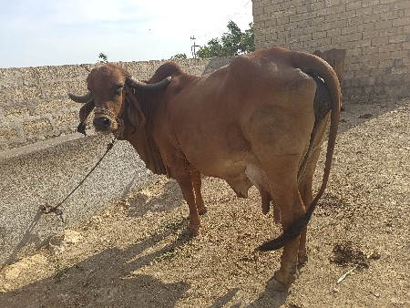 थंबनेल 2