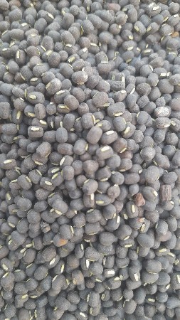 અળદ નુ બીયારણ