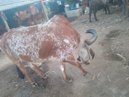 બળદ વેચવાનો છે 4ધર