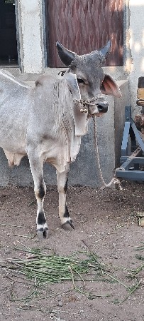 ગોઢલો લેવાનો છે