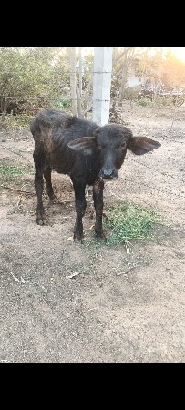 થંબનેલ 3