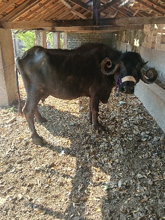 थंबनेल 4