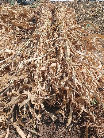 જુવારની સાર