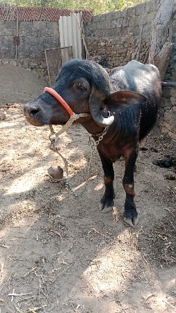 થંબનેલ 2