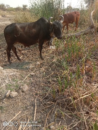 કાળી કાબરી ગાય વેચવાની છે