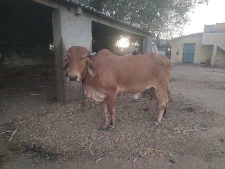 थंबनेल 3