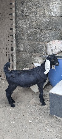 બે બોકડા વેચવાના છે