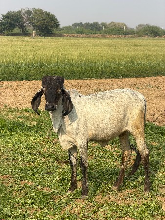 थंबनेल 2