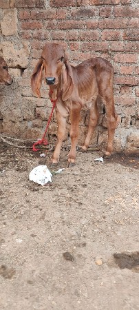 થંબનેલ 3