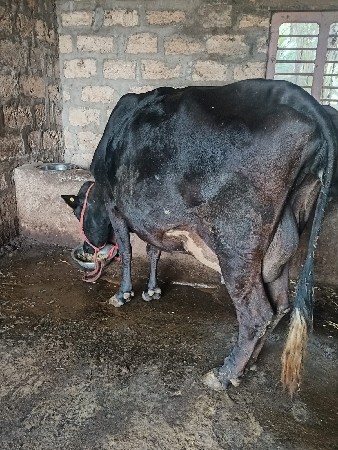 એસબ ગાય વેચવાની છે