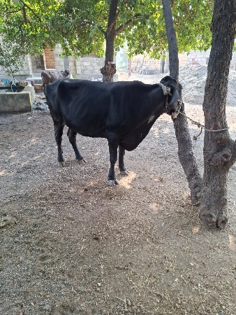 થંબનેલ 3