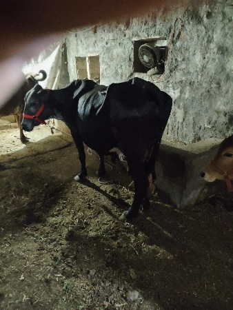 hf કોસ ગાય વેચવાની છે