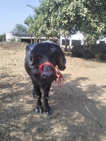 પાડો વેચવા નો છે