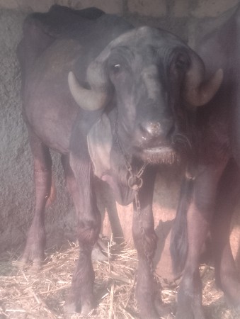 Nagraj no pado vesvano se