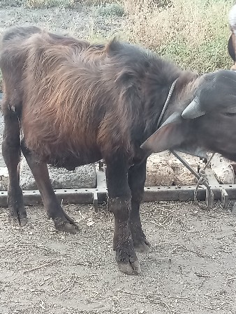 थंबनेल 2