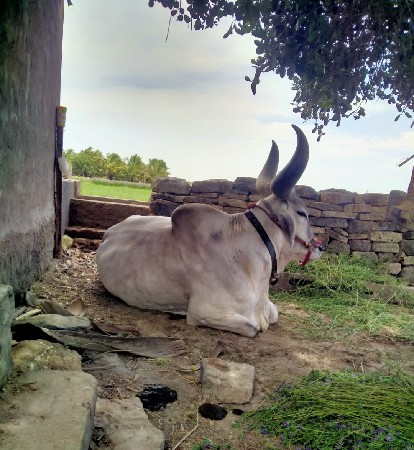 થંબનેલ 1