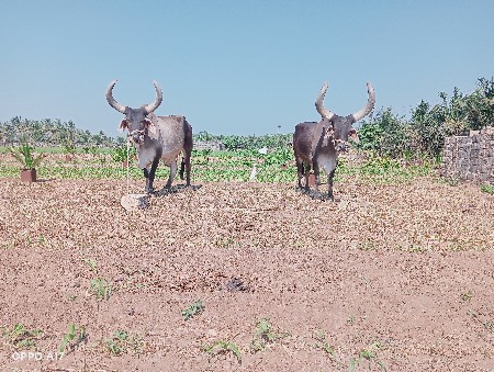 थंबनेल 2