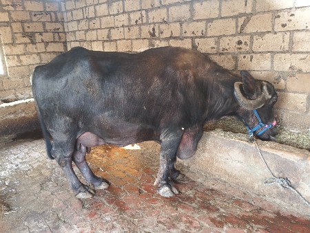 थंबनेल 2