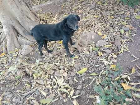 લેબ્રાડોર છે વેચવાનો છે