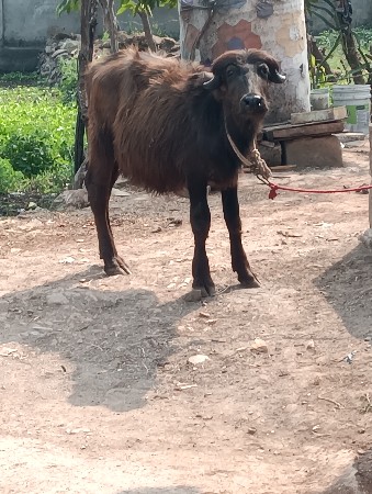 थंबनेल 3