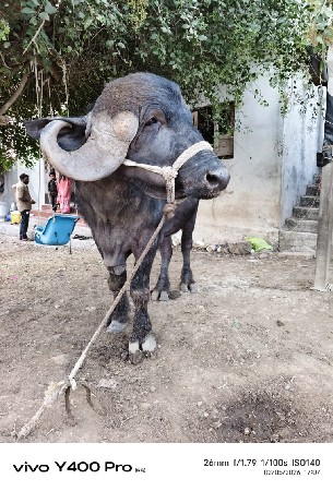 પાડો વેચવાનોછે