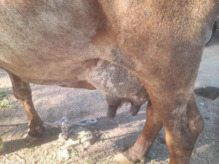 ગાયવેચવાનીછે4થુવેતસ