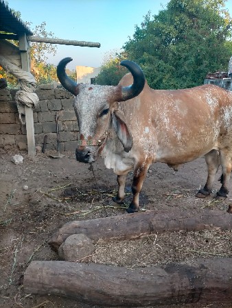 થંબનેલ 3