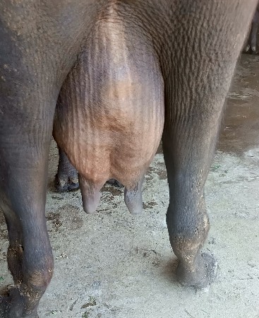 ભૅચ વૅચવાની છૅ