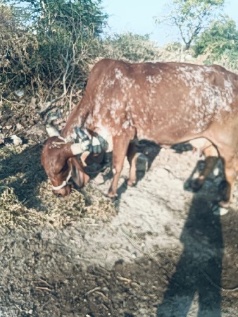 થંબનેલ 3