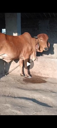 ઓરીજનલ ગીર હોડકી છે