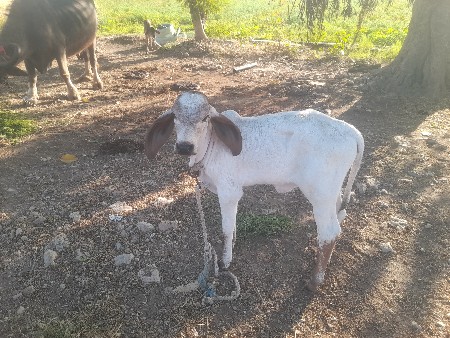 થંબનેલ 3