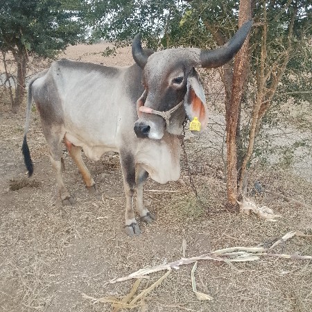 थंबनेल 3