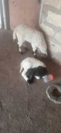 थंबनेल 3