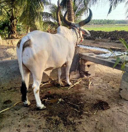 થંબનેલ 2