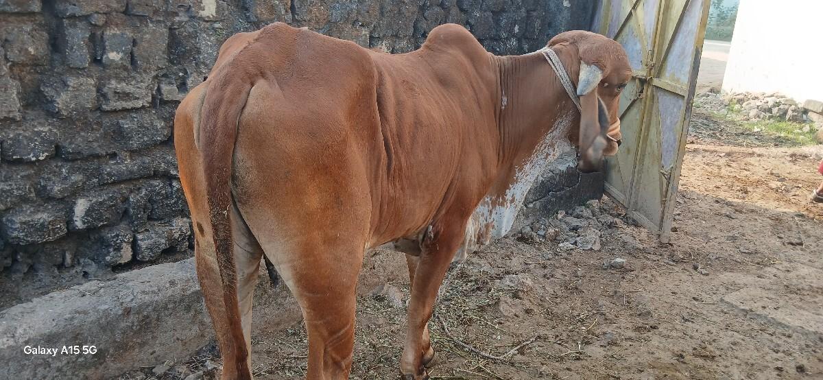 બળદ વેચવાનો