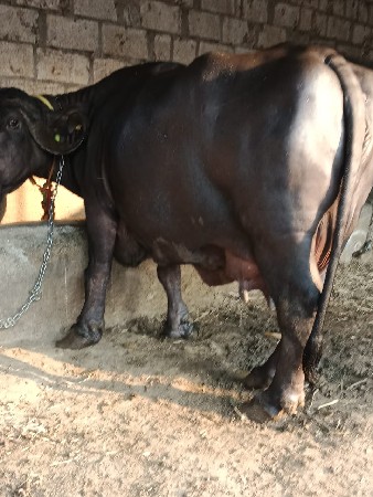 थंबनेल 3