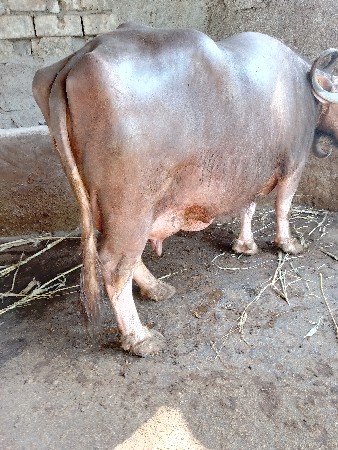 थंबनेल 2