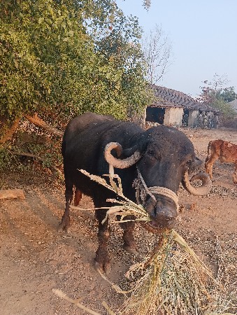 ભેંસ વેચવાની છે